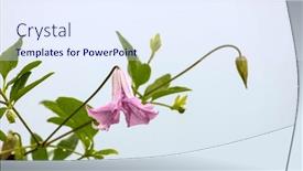  Presentation with clematis - Slide set consisting of clematis-betty-corning-flower-lavender background and a sky blue colored foreground