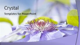  Presentation with clematis - Cool new presentation theme with clematis blue flower backdrop and a light blue colored foreground