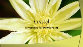  Presentation with clematis - Presentation design enhanced with clematis-coming-into-blossom background and a yellow colored foreground
