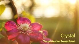  Presentation with clematis - Amazing PPT theme having clematis flower in garden backdrop and a  colored foreground