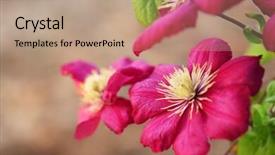 Presentation with clematis - Amazing theme having clematis flower in garden backdrop and a  colored foreground