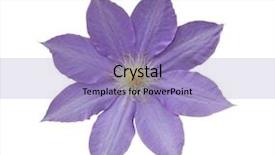  Presentation with clipping - Amazing theme having clematis flower isolated on white backdrop and a light blue colored foreground