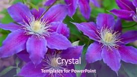  Presentation with clematis - Colorful slide deck enhanced with clematis flower over green background backdrop and a violet colored foreground