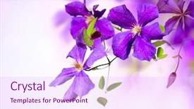  Presentation with flower border - Presentation consisting of clematis flower violet clematis flowers background and a pink colored foreground