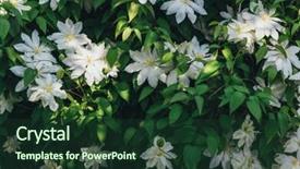  Presentation with clematis - Audience pleasing presentation design consisting of clematis flowers closeup green wall backdrop and a tawny brown colored foreground