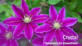  Presentation with clematis - Audience pleasing PPT layouts consisting of clematis flowers over green background backdrop and a purple colored foreground