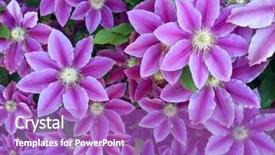  Presentation with clematis - Cool new PPT layouts with clematis flowers over green background backdrop and a purple colored foreground