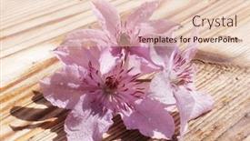  Presentation with clematis - Colorful presentation enhanced with clematis-flowers-with-water-drops backdrop and a lemonade colored foreground