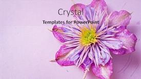  Presentation with clematis - Cool new slide set with clematis-on-the-purple-background backdrop and a lemonade colored foreground