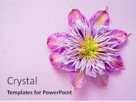 Clematis On The Purple Background PPT template 96 | CrystalGraphics