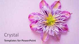  Presentation with clematis - Amazing presentation theme having clematis-on-the-purple-background backdrop and a lemonade colored foreground