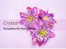 Clematis On The Purple Background PPT template 6 | CrystalGraphics