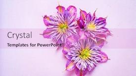  Presentation with clematis - Amazing presentation having clematis-on-the-purple-background backdrop and a lavender colored foreground