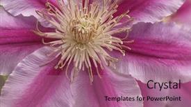  Presentation with clematis - Presentation theme featuring clematis purple-pink close-up background and a coral colored foreground