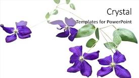 Presentation with clematis - PPT theme with clematis vines on white background background and a  colored foreground