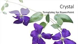  Presentation with clematis - Slides having clematis vines on white background background and a white colored foreground