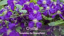  Presentation with clematis - PPT theme consisting of clematis vines background and a  colored foreground