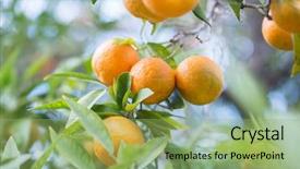  Presentation with mandarin fruits - Presentation consisting of clementine - mandarin tree with ripe fruits background and a  colored foreground