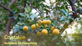  Presentation with mandarin fruits - Theme having clementine - mandarin tree with ripe fruits background and a tawny brown colored foreground