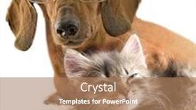  Presentation with cat dog - Theme with clever dog dachshund in glasses and cat background and a coral colored foreground