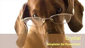  Presentation with glasses - PPT theme enhanced with clever dog in glasses background and a red colored foreground
