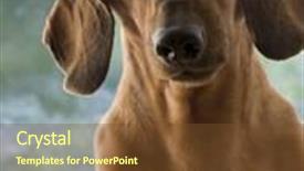  Presentation with dog - Amazing slides having clever dog in glasses backdrop and a tawny brown colored foreground