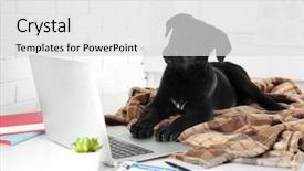  Presentation with dog - Audience pleasing PPT theme consisting of clever young black labrador retriever backdrop and a light gray colored foreground
