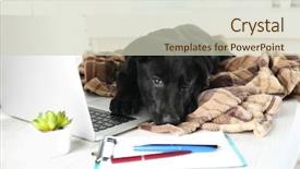  Presentation with black - Presentation theme with clever young black labrador retriever background and a soft green colored foreground