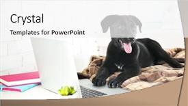  Presentation with young black couples hiking - Cool new PPT theme with clever young black labrador retriever backdrop and a  colored foreground