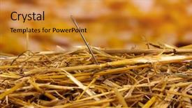  Presentation with needle - Amazing presentation having cliche - needle in a haystack close-up backdrop and a gold colored foreground