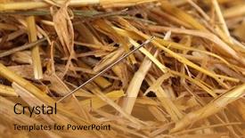  Presentation with needle - PPT theme with cliche - needle in a haystack close-up background and a gold colored foreground