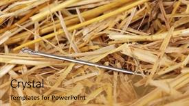  Presentation with needle - Presentation having cliche - needle in a haystack close-up background and a  colored foreground