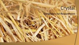  Presentation with needle prick injury - PPT theme with cliche - needle in a haystack close-up background and a yellow colored foreground