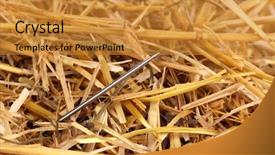  Presentation with needle - PPT theme having cliche - needle in a haystack close-up background and a gold colored foreground