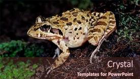  Presentation with south africa - PPT theme with clicking-stream-frog-strongylopus-grayii background and a tawny brown colored foreground