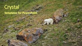  Presentation with polar bear - Theme consisting of climate change - franz josef land background and a tawny brown colored foreground