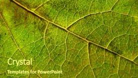  Presentation with green nature - Slides having climate change health - green leaf macro beautiful nature background and a tawny brown colored foreground