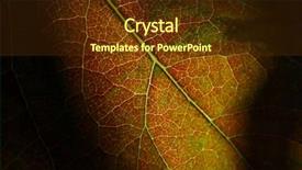  Presentation with climate - Presentation theme consisting of climate change health - yellow green leaf macro beautiful background and a tawny brown colored foreground
