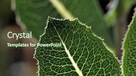  Presentation with climate - Amazing slide deck having climate change health - yellow green leaf macro beautiful backdrop and a tawny brown colored foreground