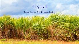  Presentation with energy source - Audience pleasing theme consisting of climate renewable energy source biomass backdrop and a sky blue colored foreground