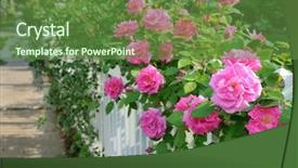  Presentation with pink roses - Slides enhanced with climbing pink roses on white background and a tawny brown colored foreground