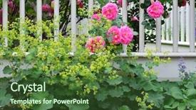  Presentation with climbing - PPT layouts with climbing roses detail background and a tawny brown colored foreground