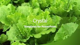  Presentation with lettuce - Colorful PPT theme enhanced with climet - lettuce plant in field backdrop and a shamrock green colored foreground
