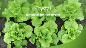  Presentation with cracker plant - Beautiful theme featuring decorated relax treatments on wooden background backdrop and a tawny brown colored foreground