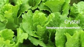  Presentation with lettuce - Audience pleasing slides consisting of climet - lettuce plant in field backdrop and a  colored foreground