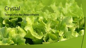  Presentation with polyester plant industrial - Presentation design featuring climet - lettuce plant in field background and a yellow colored foreground