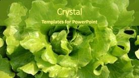  Presentation with lettuce - Slide set enhanced with climet - lettuce plant in field background and a tawny brown colored foreground