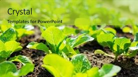  Presentation with mineral processing plant - PPT layouts having climet - lettuce plant in field background and a  colored foreground