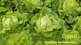  Presentation with lettuce - Slides having climet - lettuce plant in field background and a  colored foreground
