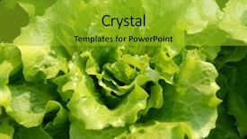  Presentation with lettuce - Presentation with climet - lettuce plant in field background and a gold colored foreground